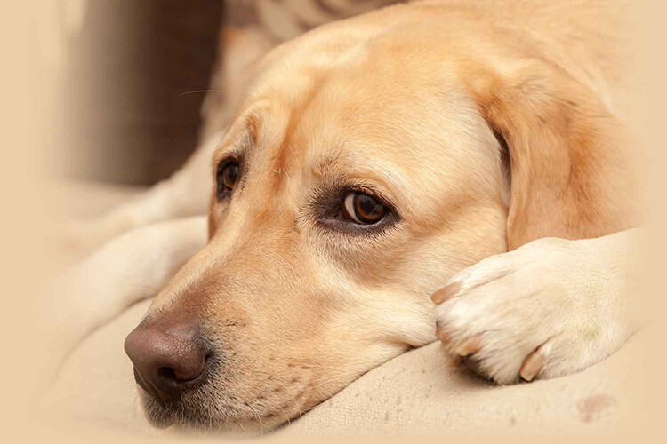 Treating-Separation-Anxiety-resize