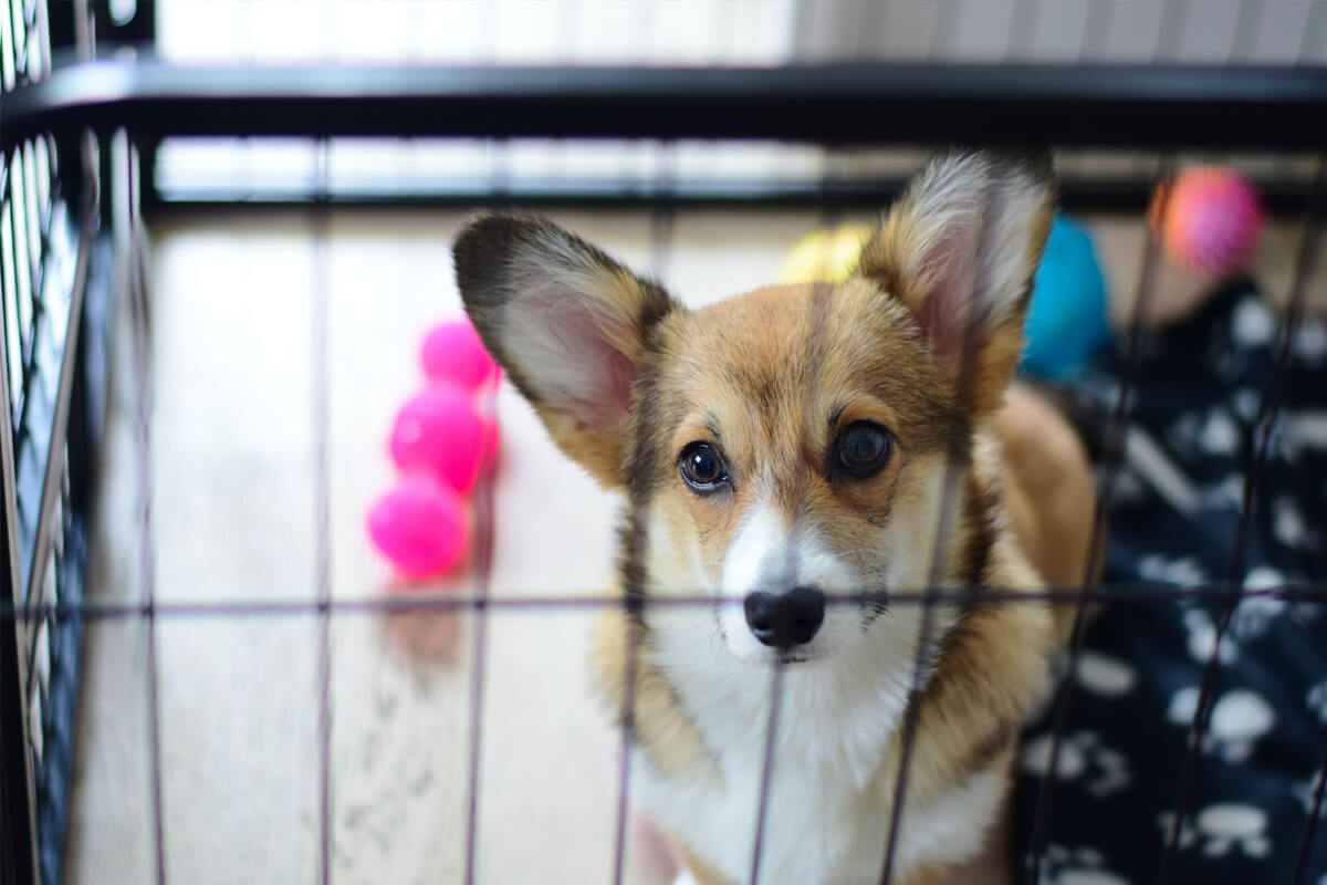 Is it necessary to confine my dog when I leave and how would I teach my dog to be confined?