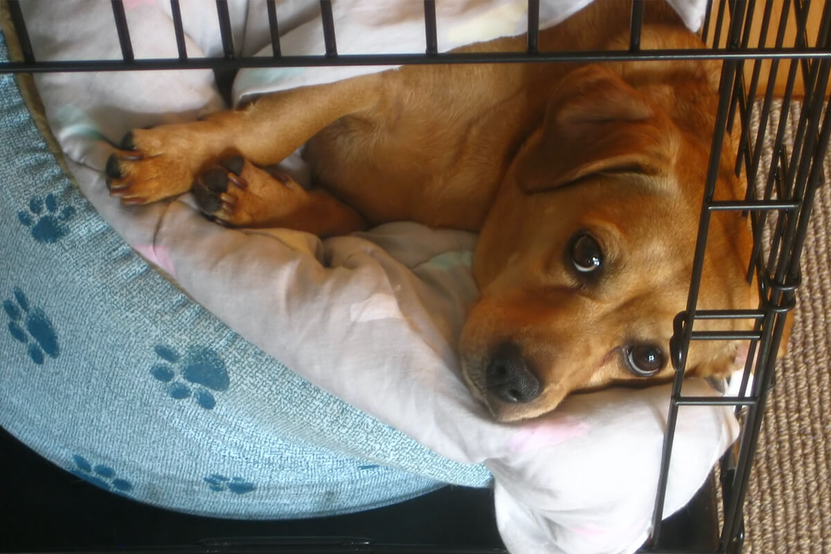 Will I always need to confine my dog?