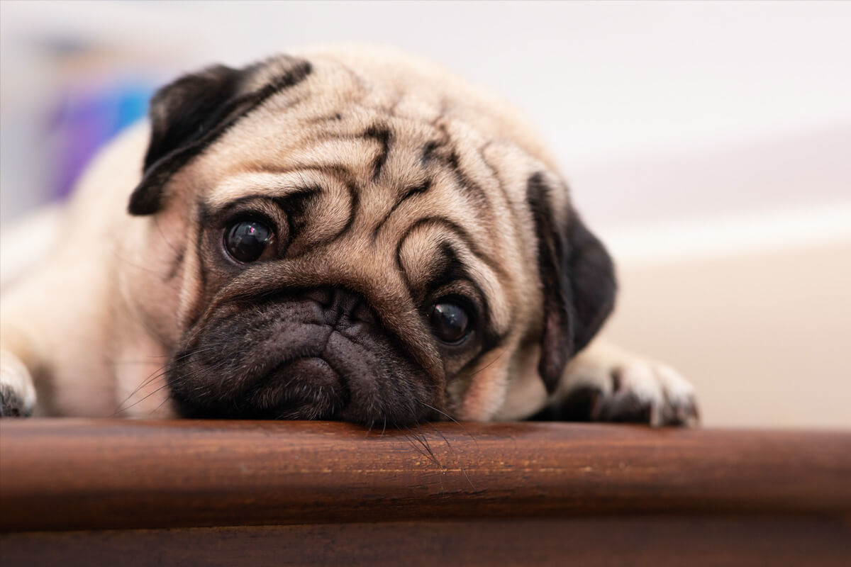 What if my dog shows signs of distress when I am away?