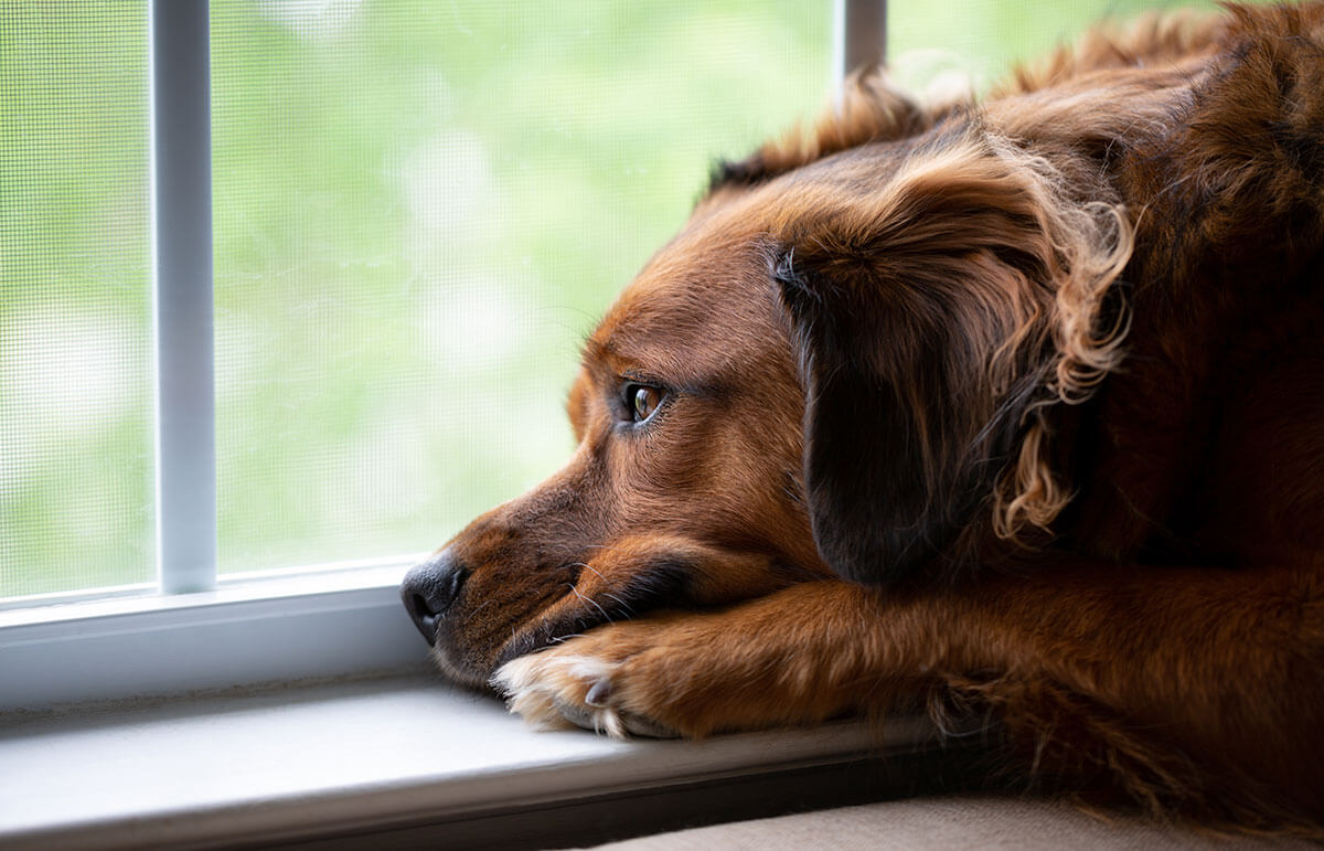 How the PetSafe Train N Praise treat dispenser may be able to help a dog with separation anxiety.