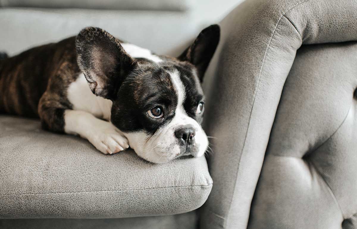 A brief history of separation anxiety