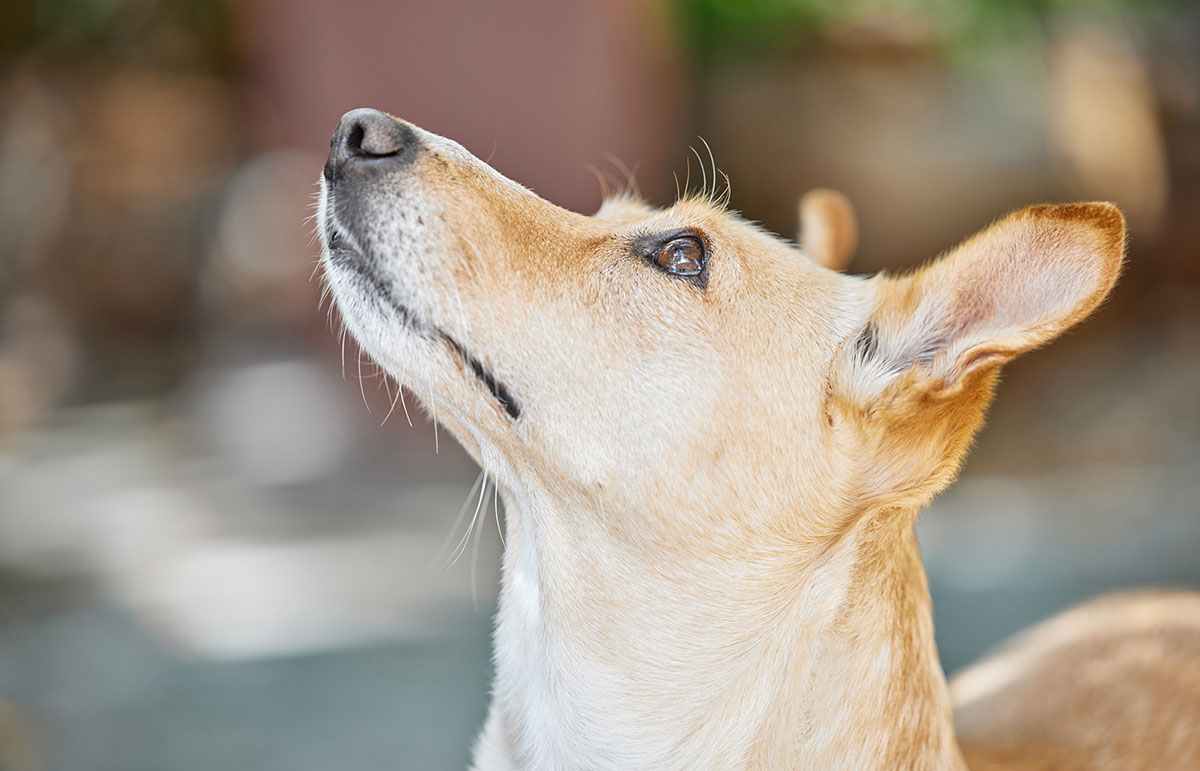 Separation anxiety medication options