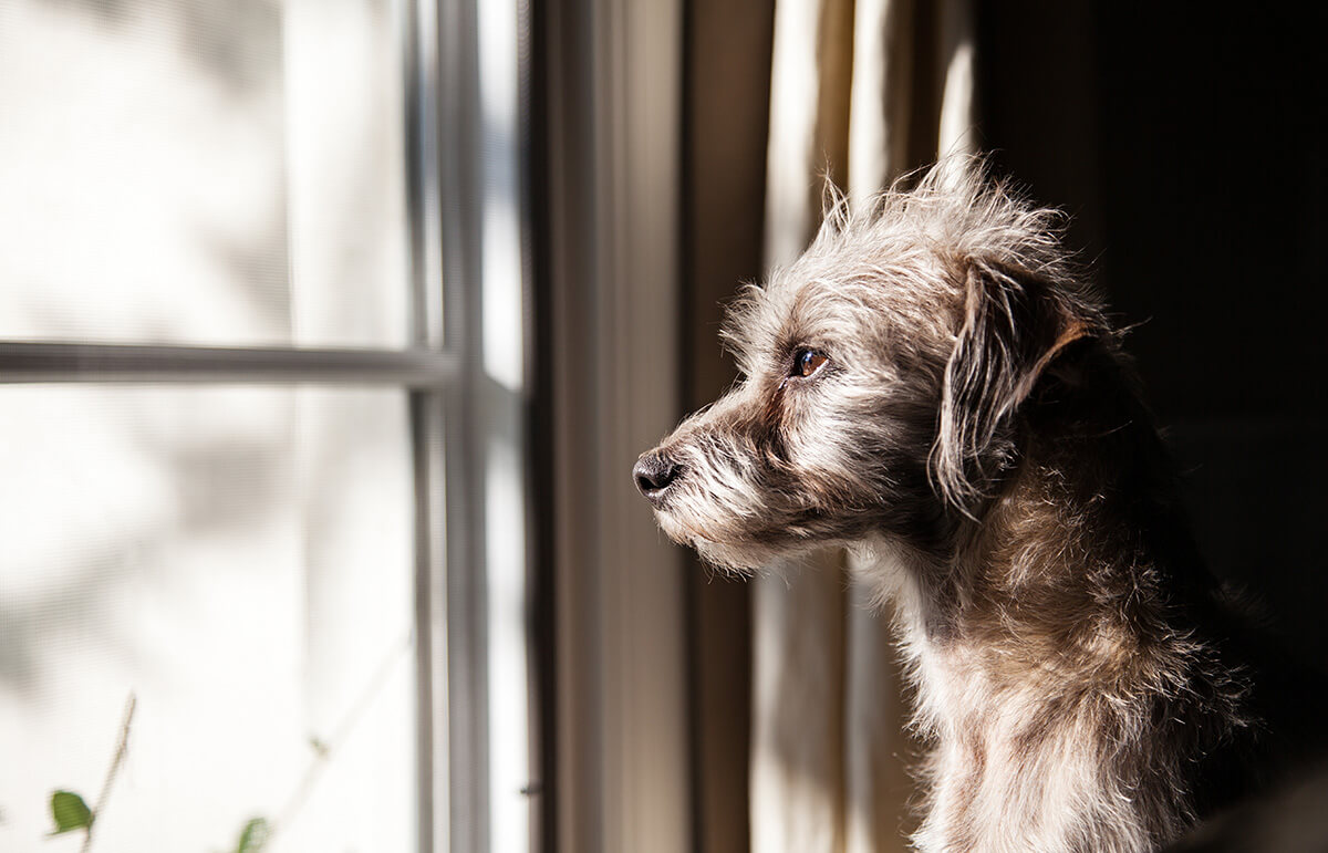 NEW! - Four facts about separation anxiety you probably didn’t know