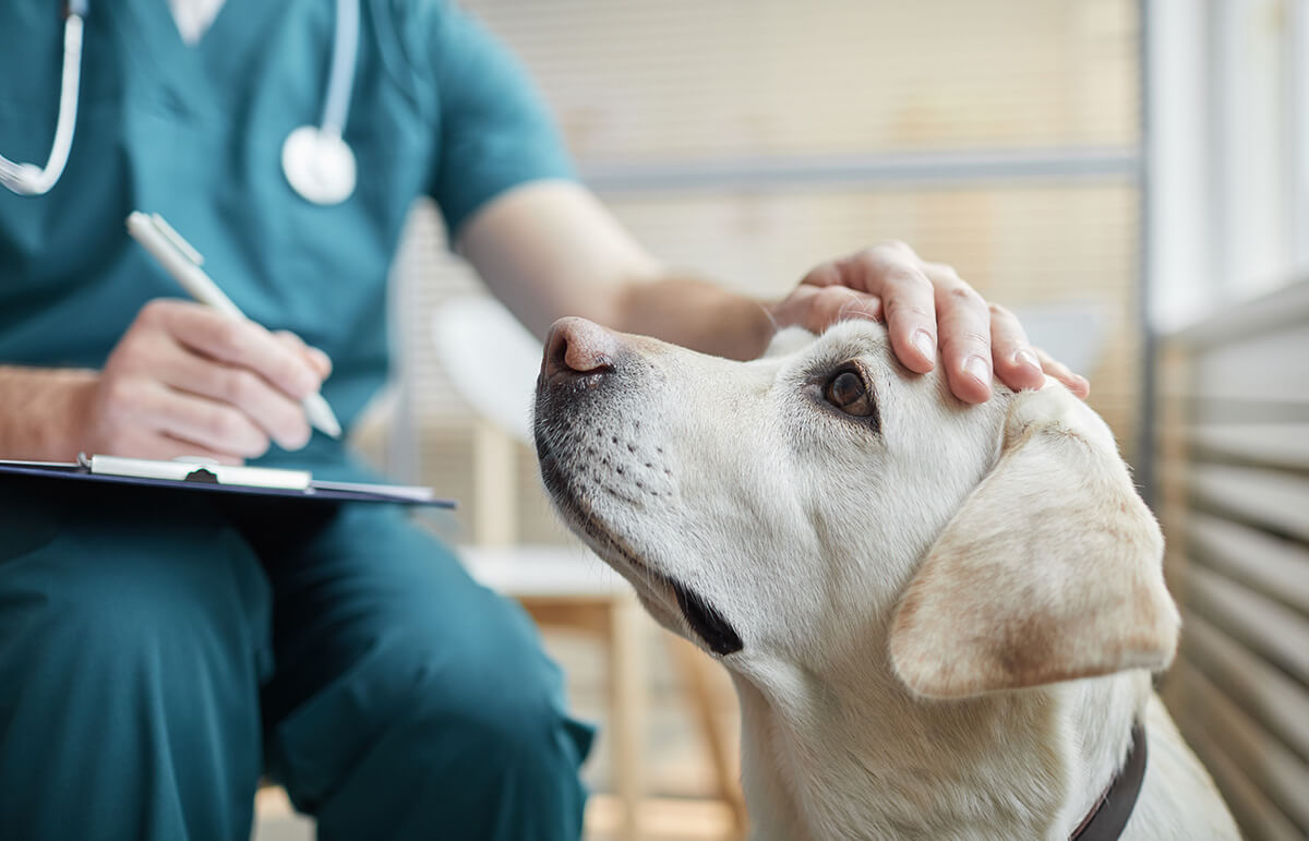 NEW! - Treating separation related problems in dogs